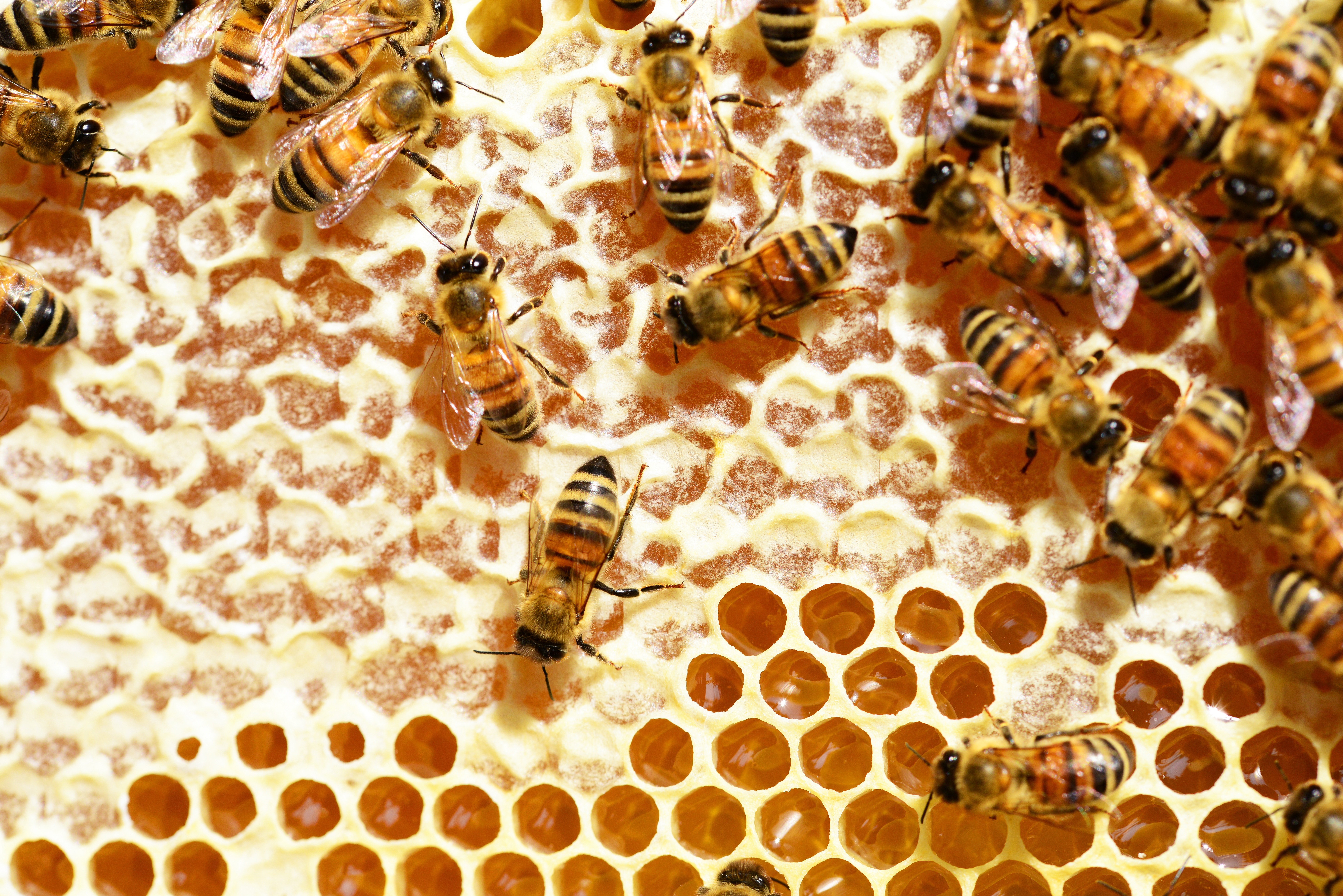 abejas 24