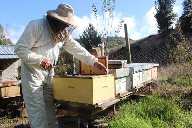 apicultores02