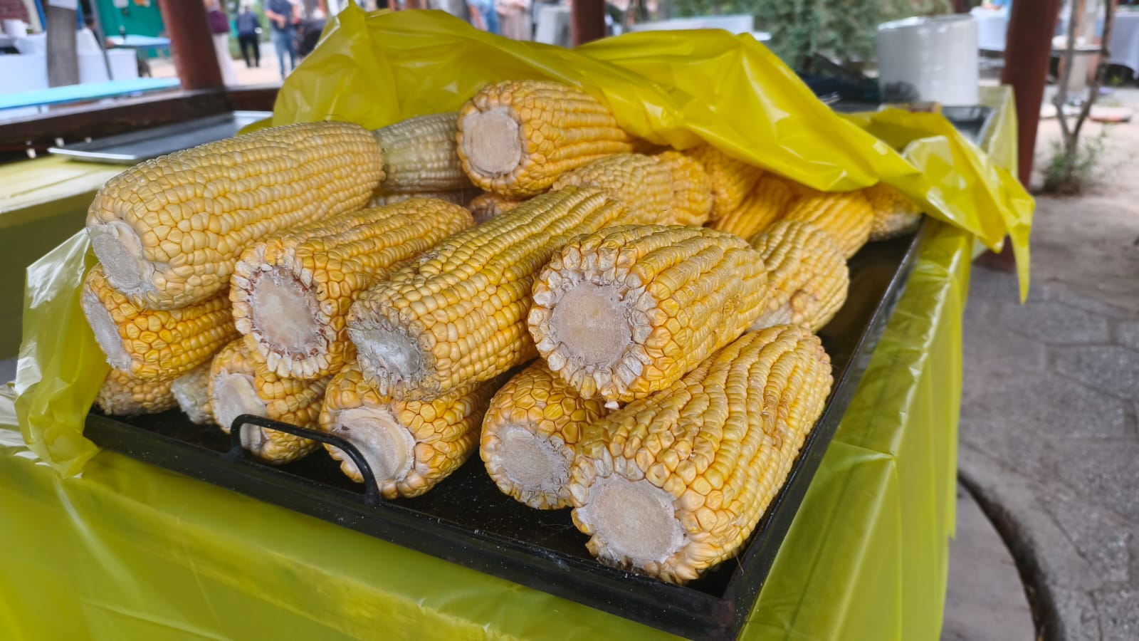 WhatsApp Image 2026 01 31 at 15.09.55