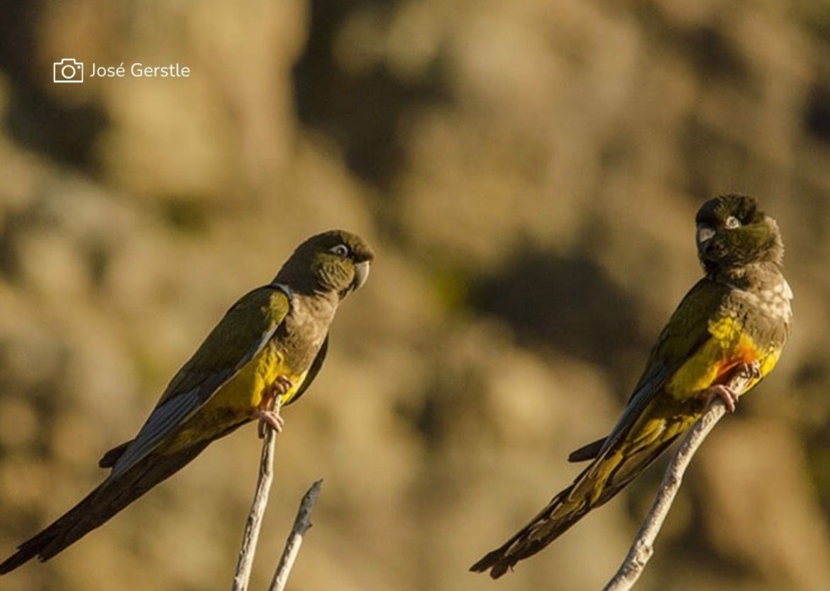 WhatsApp Image 2026 03 26 at 11.51.25