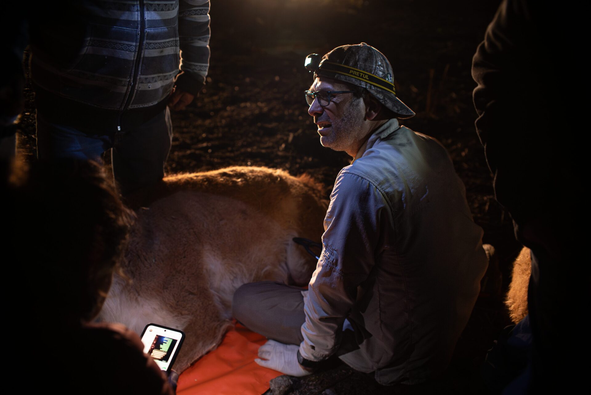 franco davico repoblamiento guanacos zona central sep2025 28