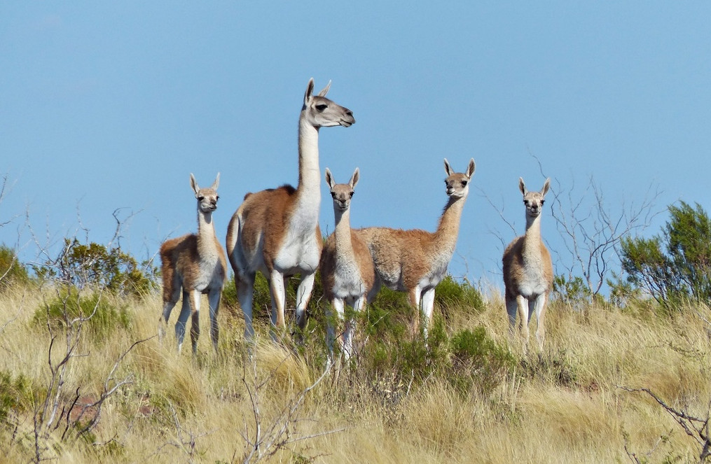 guanaco cordillera san jose de maipo